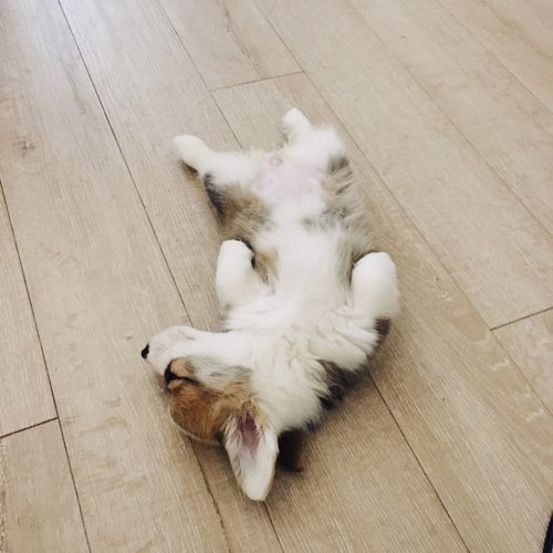 Briging Your New Corgi Home