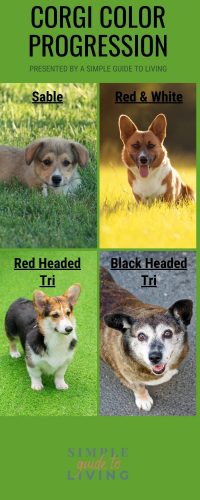 Corgi Color Progression