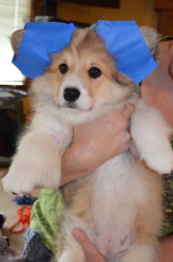 puppy corgi ears taped
