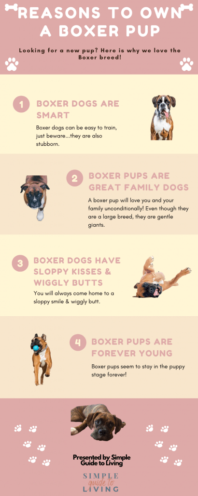 boxer puppy training guide