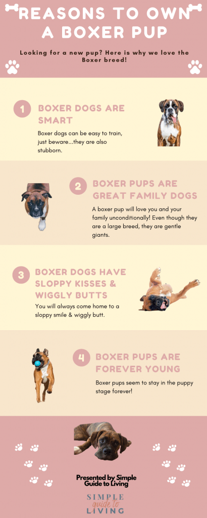 boxer puppy training